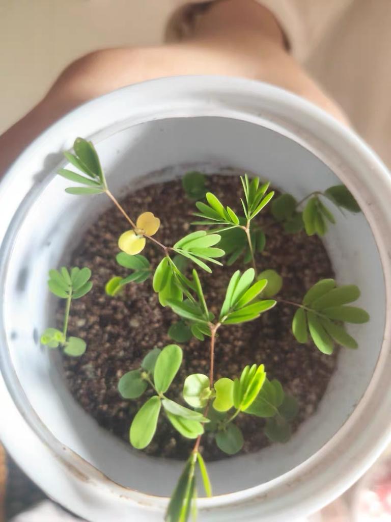 盆栽罐頭